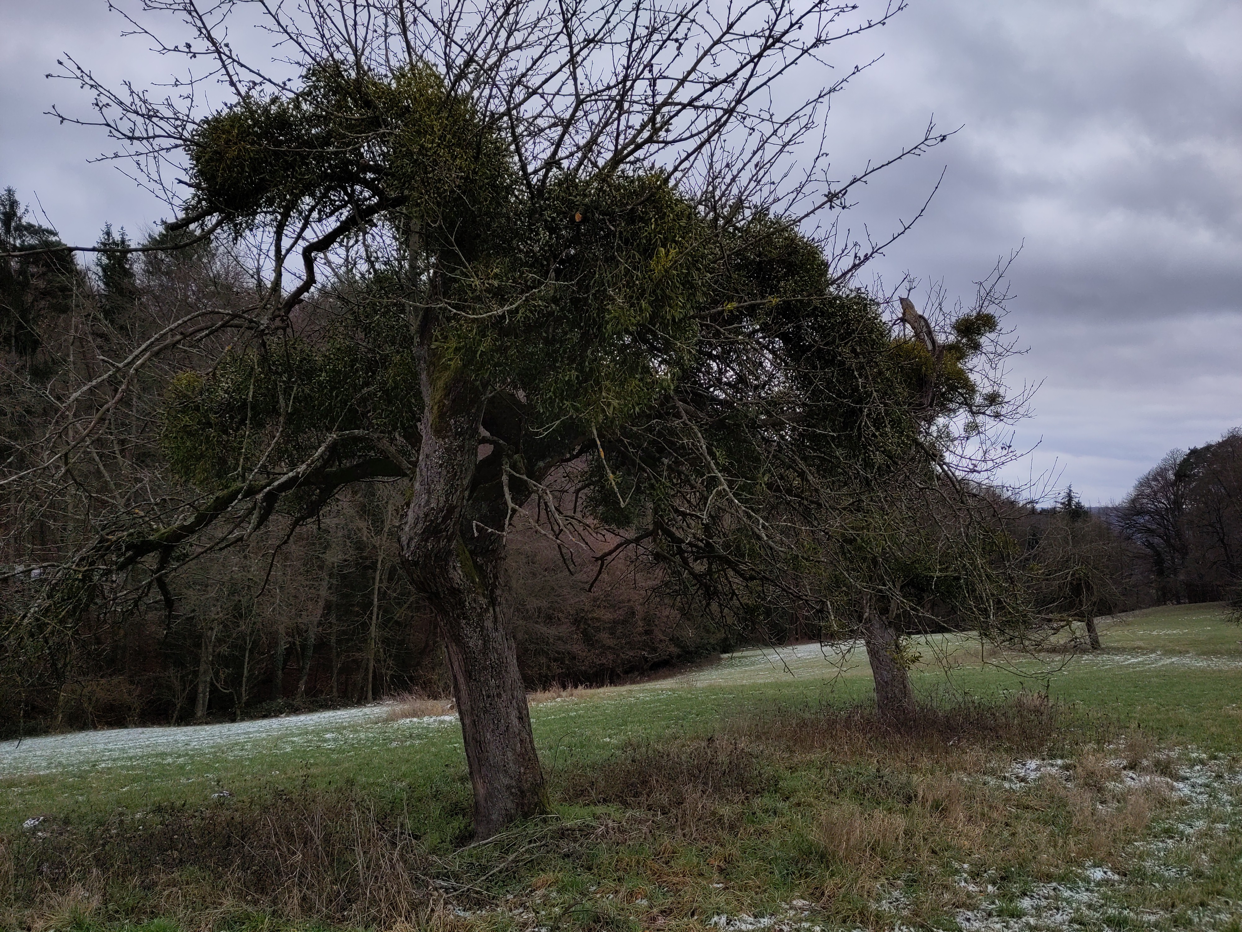 Stark befallener Baum